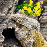 Leachianus Gecko (Rhacodactylus Leachianus)  LG10 Female