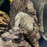 Leachianus Gecko (Rhactodactylus Leachianus)  LG18