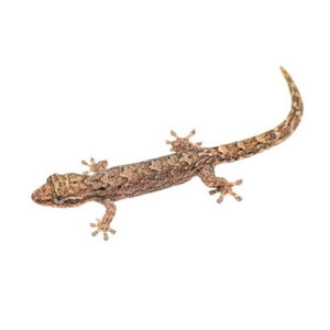 Mourning Geckos