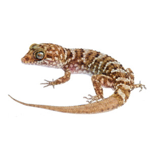 Other Geckos