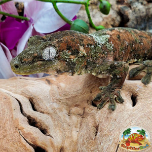 Chahoua Geckos