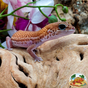 Fat Tail Geckos