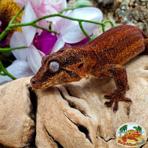 Gargoyle Geckos