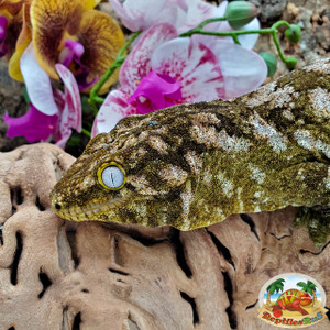 Leachianus Geckos