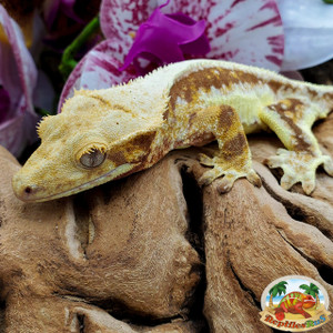 Crested Geckos