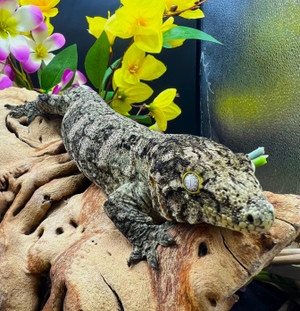 Leachianus Gecko (Rhacodactylus Leachianus) MMxSNAF LG02 Female