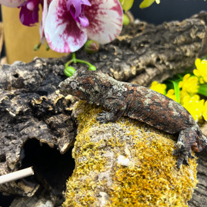 Pine Island Chahoua Gecko (Mniarogekko chahoua)  PICH02 Male