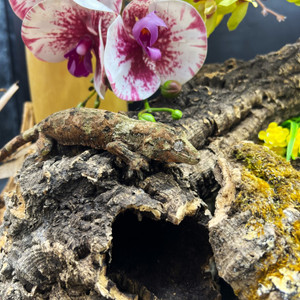 Pine Island Chahoua Gecko (Mniarogekko chahoua)  PICH03 Female