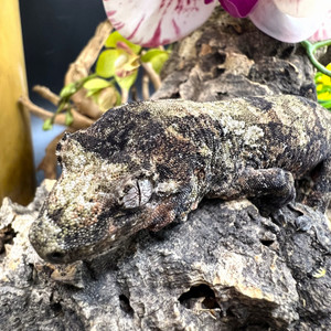 Pine Island Chahoua Gecko (Mniarogekko chahoua)  PICH04 Male