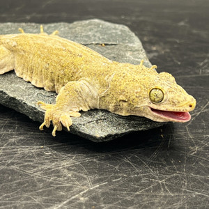 Halmahera Giant Gecko (Gehyra Marginata) HG02 MALE