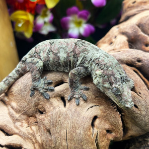 Pine Island Chahoua Gecko (Mniarogekko chahoua)  PICH06 Female