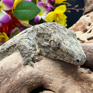 Leachianus Gecko (Rhactodactylus Leachianus)  LG17