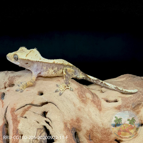 Crested Gecko - 14g - Male