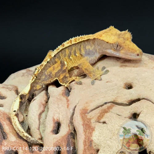 Crested Gecko - 14g - M
