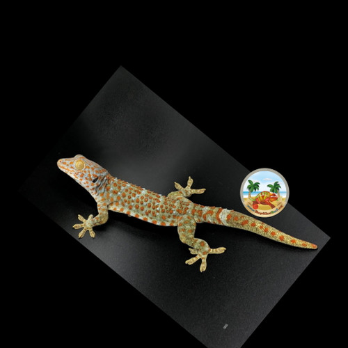 Tokay  Gecko's (Baby's to Sub-Adult Available  (From Het Granite Sire & Dam)