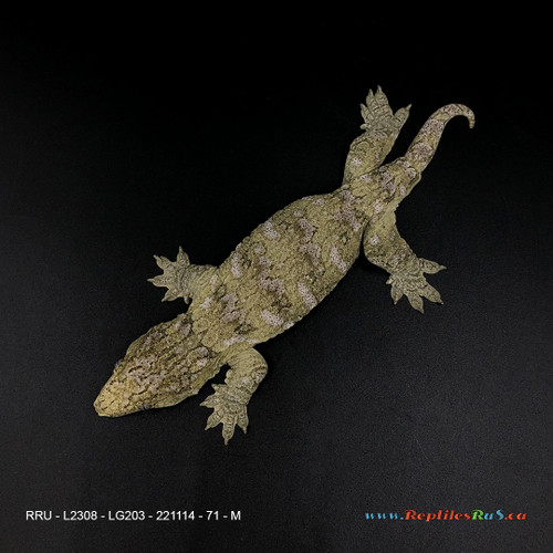 LG203 Leachianus Gecko (71g, Male)