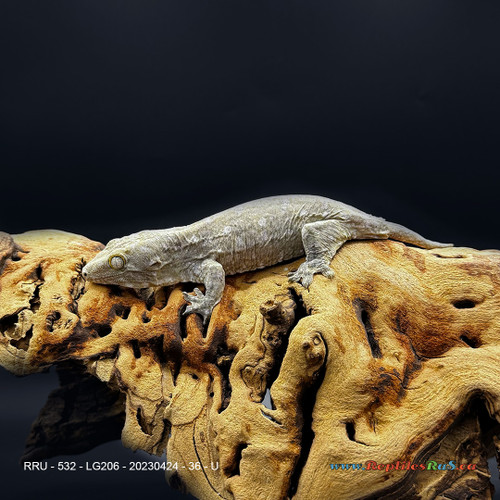 LG206 Leachianus Gecko (36g, Unsexed)