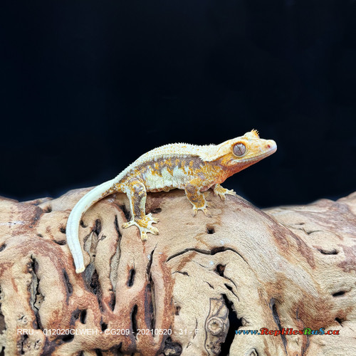 Crested Gecko Lily White (31g Female) CG209