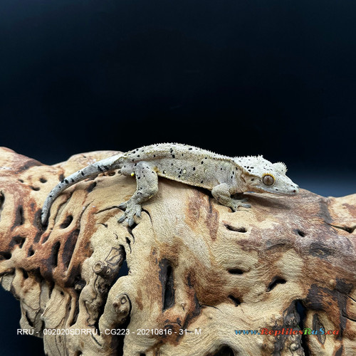 Crested Gecko Dalmatian (31g Male) CG223