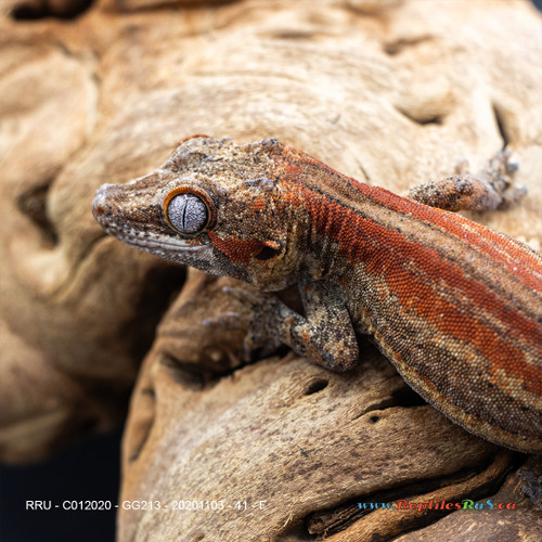 Gargoyle Gecko (41g Female) GG213  Proven Breeder - See Notes