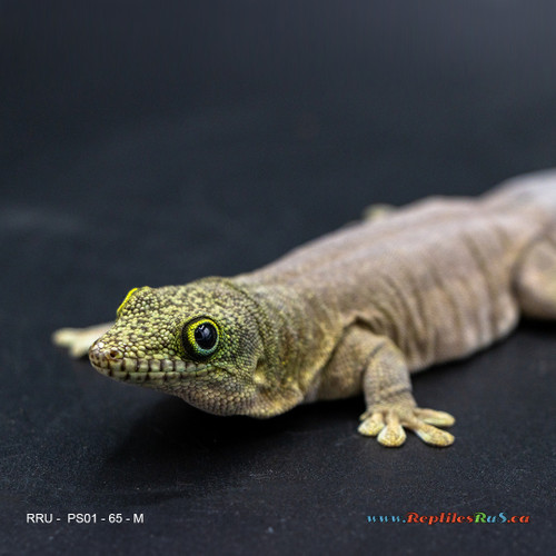 Standing's Day Gecko (65g, Male) - PS01 Proven Breeder - See Notes