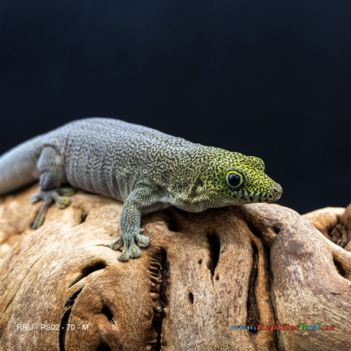 Standing's Day Gecko (70g, Male) - PS02 Proven Breeder - See Notes
