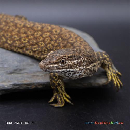 **Red Ackie Monitor (158g, Female) - AM01