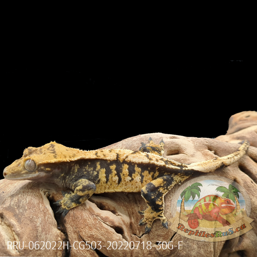 Crested Gecko (30G Female) CG503