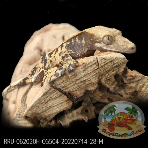 Crested Gecko (28G Male) CG504