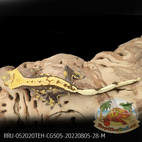 Crested Gecko (28G Male) CG505