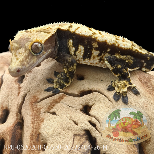 Crested Gecko (26G Male) CG508