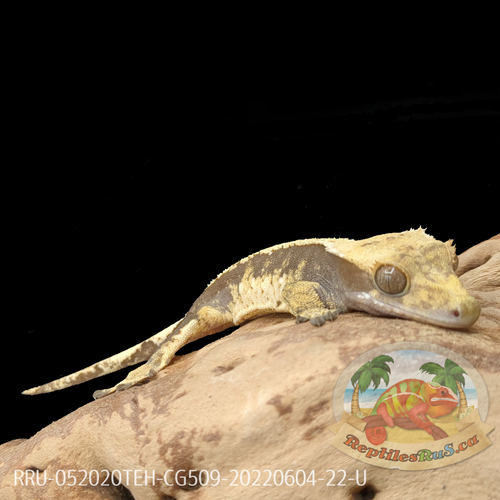 Crested Gecko (22G Unsexed) CG509