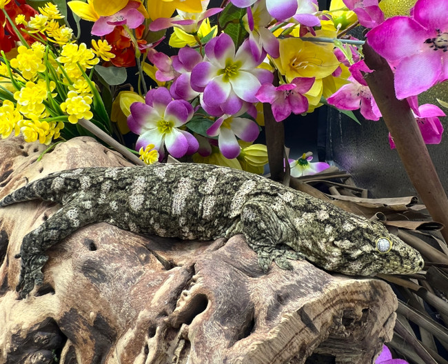 Leachianus Gecko (Rhacodactylus Leachianus) MMxSNAF LG02 Female