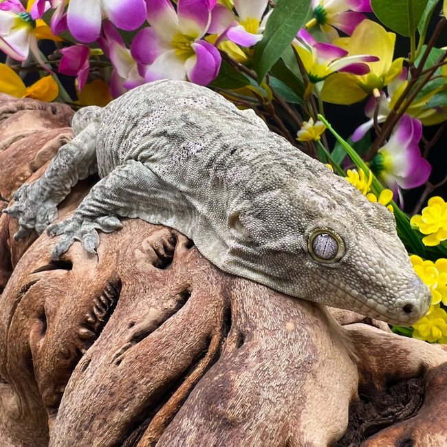 Leachianus Gecko (Rhacodactylus Leachianus) MMxSNAF LG06 Female
