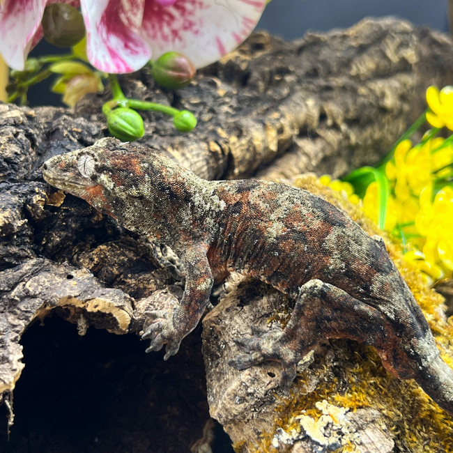 Pine Island Chahoua Gecko (Mniarogekko chahoua)  PICH02 Male