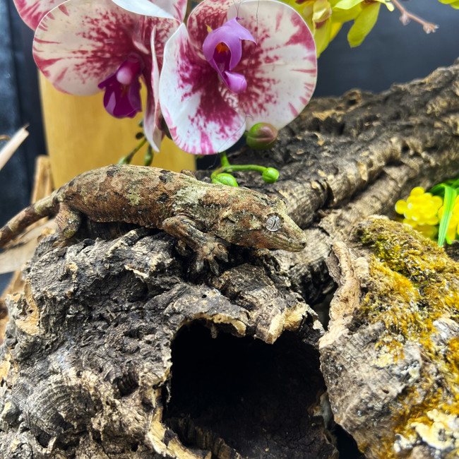 Pine Island Chahoua Gecko (Mniarogekko chahoua)  PICH03 Female