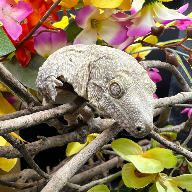 Leachianus Gecko (Rhacodactylus Leachianus)  LG09 Female