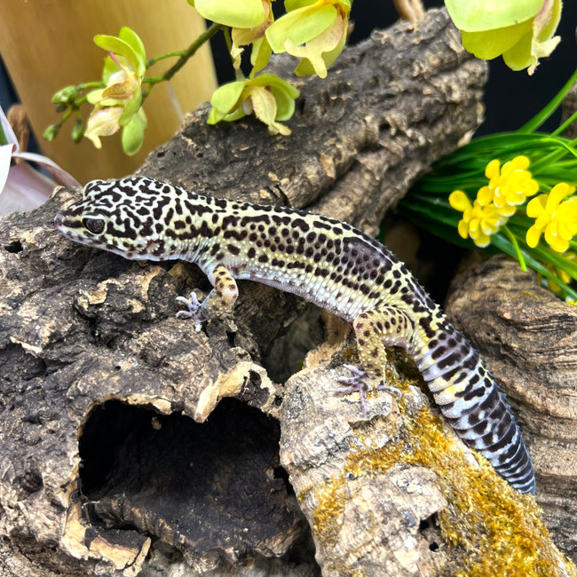 Leopard Gecko (Eublepharis Macularius) LEOG01 FEMALE