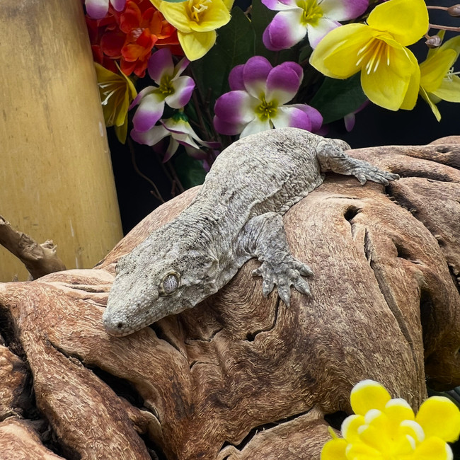 Leachianus Gecko (Rhactodactylus Leachianus)  LG12