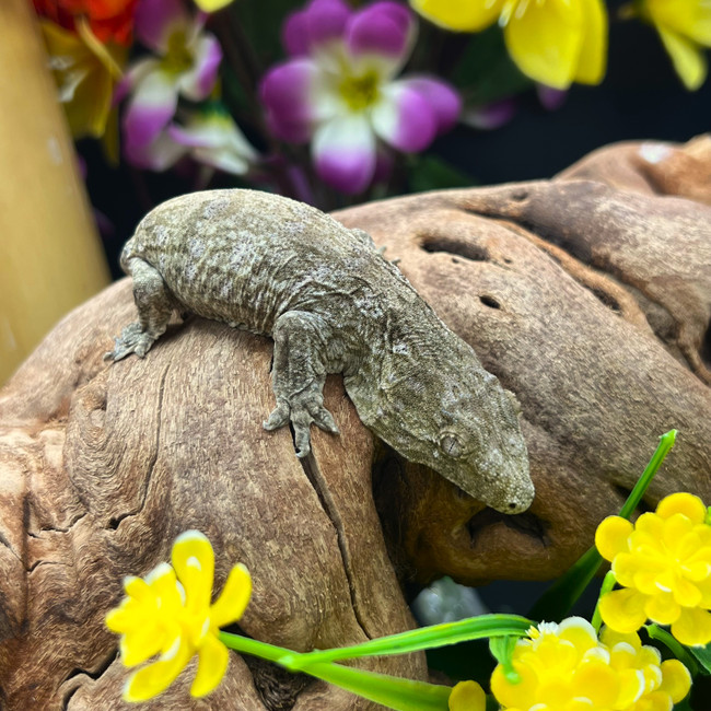 Leachianus Gecko (Rhactodactylus Leachianus)  LG13