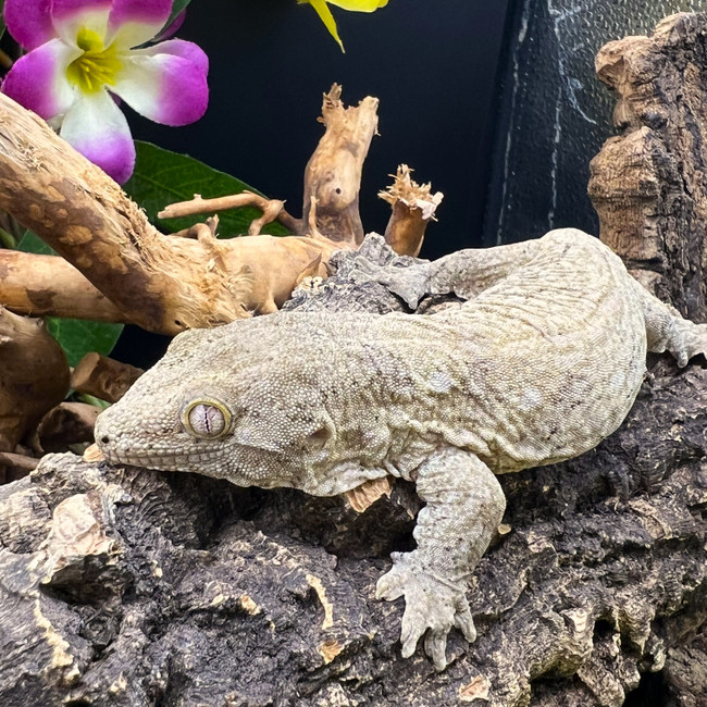 Leachianus Gecko (Rhactodactylus Leachianus)  LG16