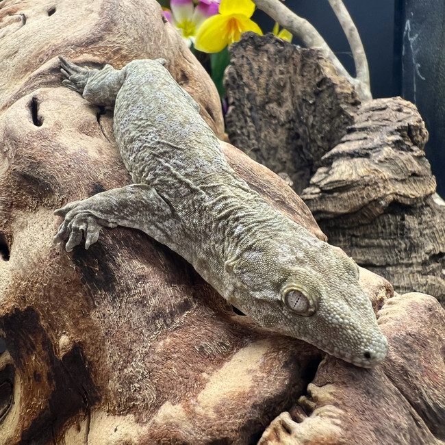 Leachianus Gecko (Rhactodactylus Leachianus)  LG19