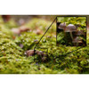 Sony - FE 50mm f/1.2 G Master Lens