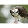 Sony - FE 400-800mm f/6.3-8 G OSS Lens (Sony - E)