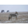 Sony - FE 400-800mm f/6.3-8 G OSS Lens (Sony - E)