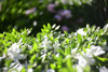 Pre-Owned - Hugo Meyer & Co Gorlitz Kinon Superior I  f=5cm photo