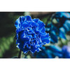 Tamron - 17-70mm f/2.8 Di III-A VC RXD Lens for Nikon Z