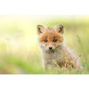 Sony - FE 400mm f/4.5 GM OSS Lens (Sony E)