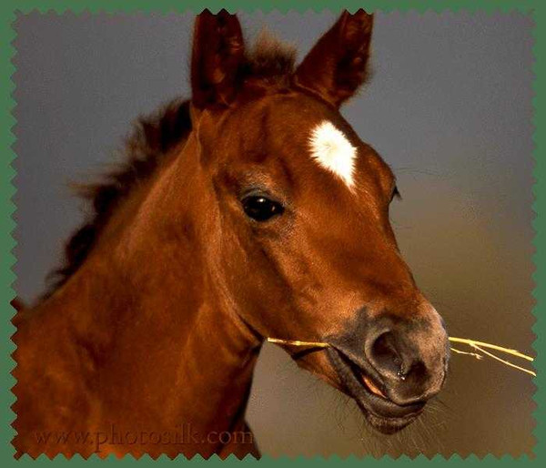 Photo Silk Young Horse Lens cleaning cloth