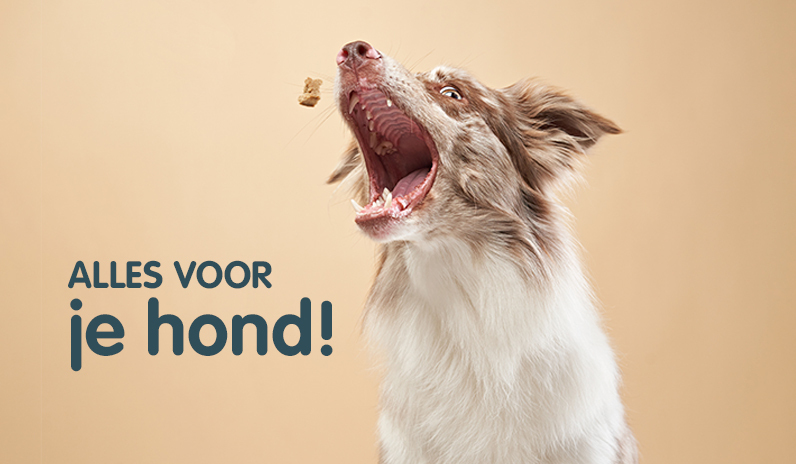 Alles voor je hond